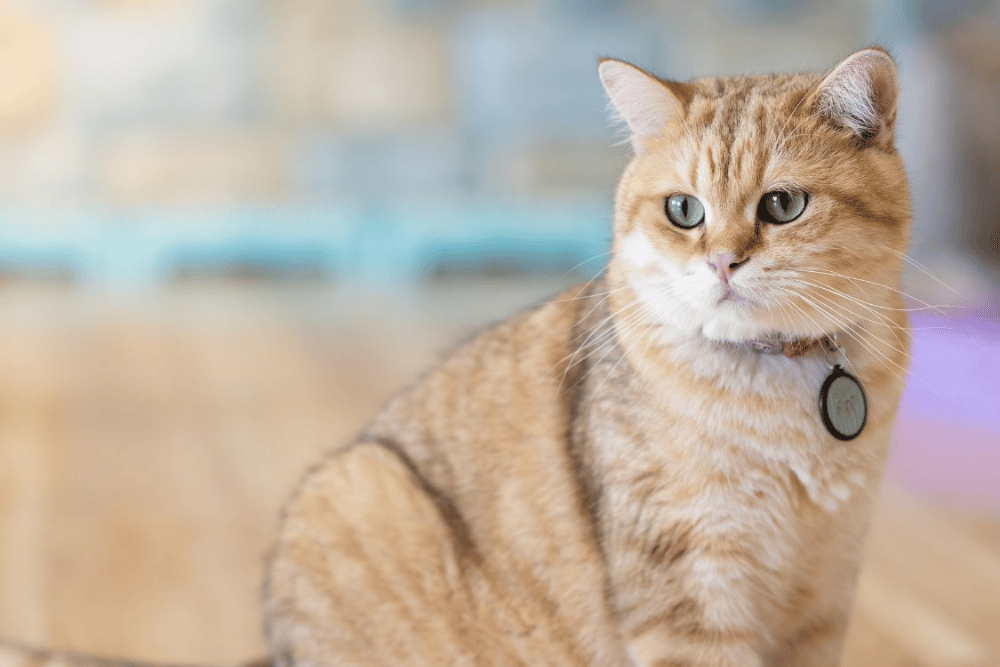 A cat sitting on a table