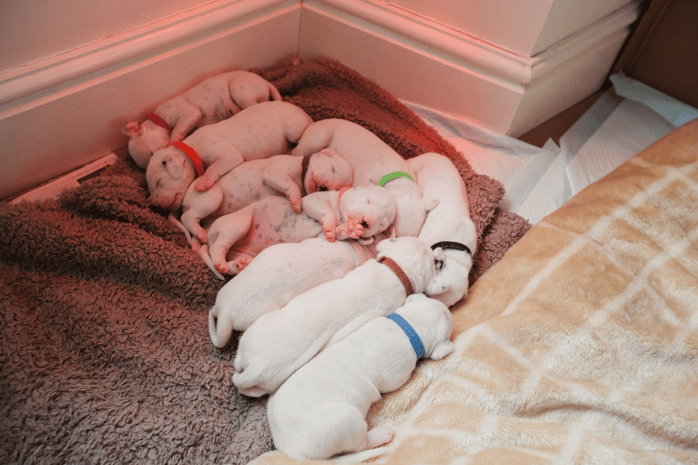 Nine Dalmatian Puppies Sleeping