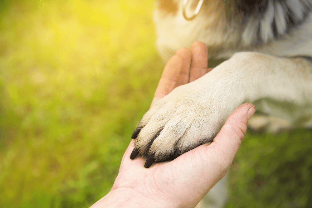 person hold pet paw