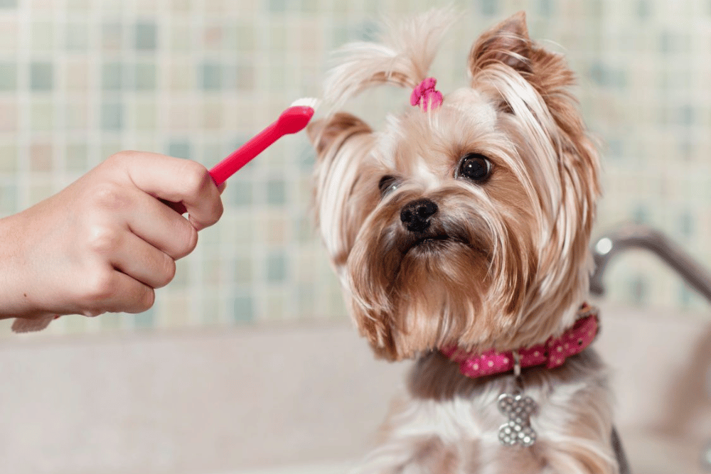 A person grooming a dog