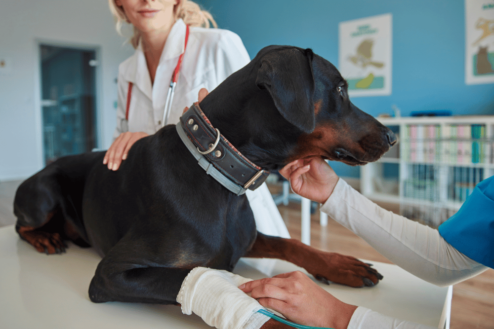 A woman gently pets a dog with a bandaged leg