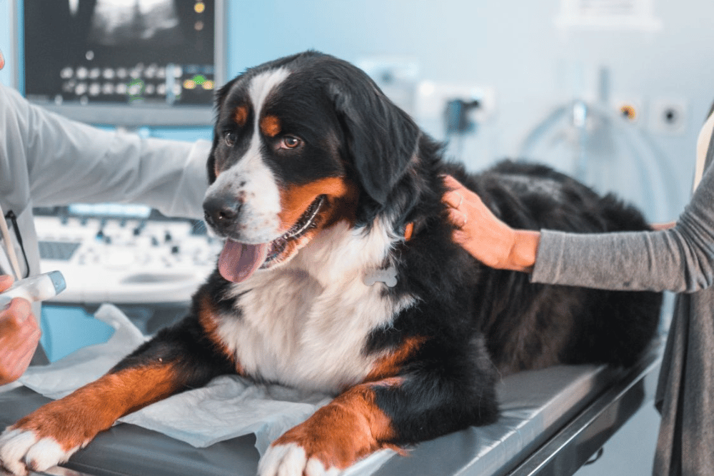 A vet doing ultrasound scan for a dog