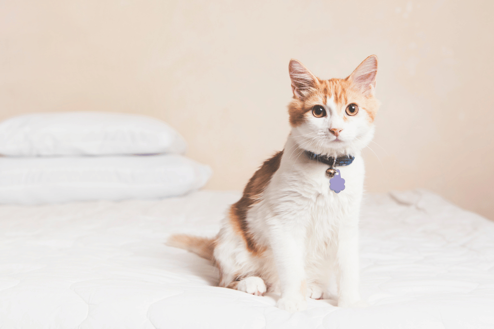 A cat comfortably seated on a bed