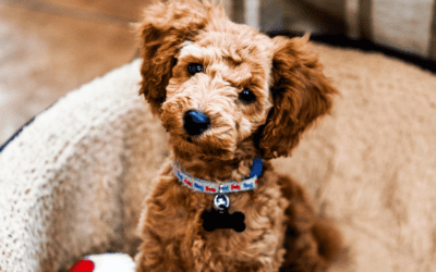 August Newsletter: Tips on Grooming Your New Puppy