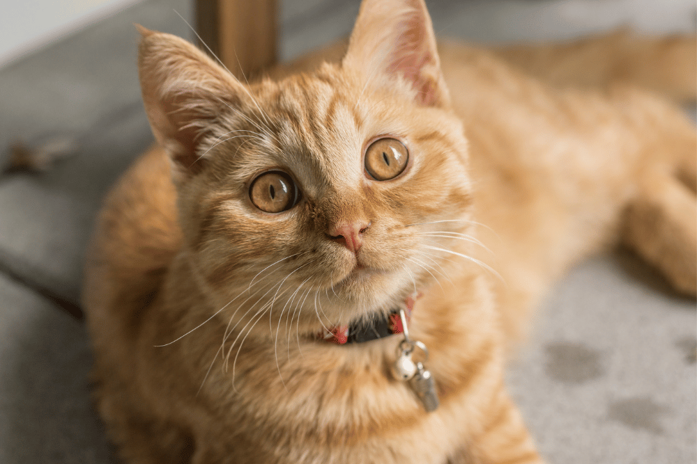 orange cat looking up