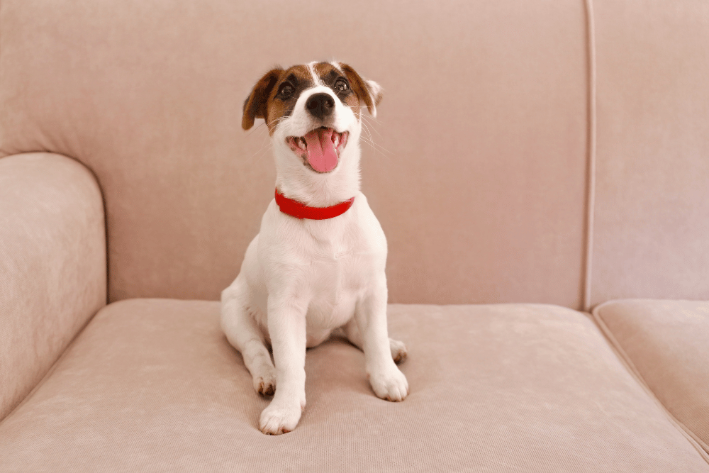 A happy dog lounges on a couch