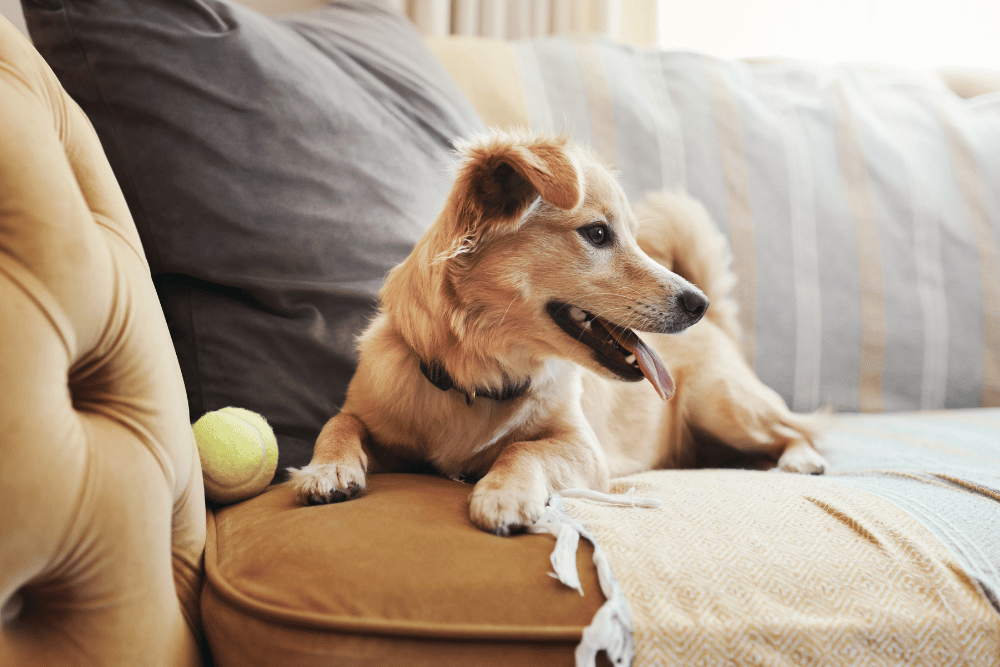 A dog sits comfortably on a couch