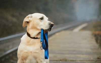 July Newsletter: What Is Leash Reactivity and How Is It Managed?