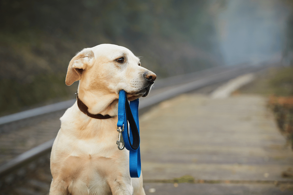 A dog on a train track, held by a blue leash