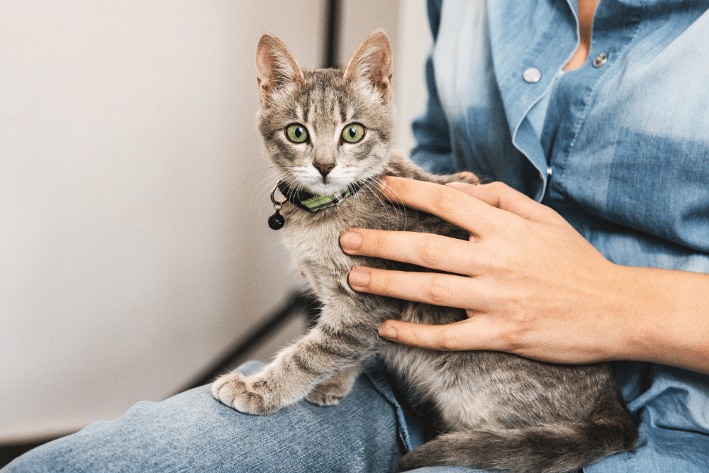 A person gently cradling a cat in their arms