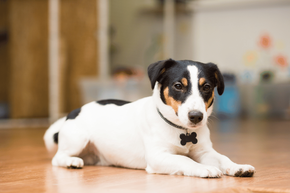 A dog sitting calmly on the floor