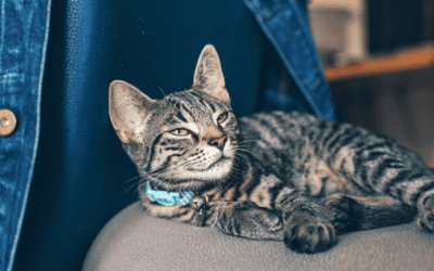 June Newsletter: 5 Calming Items That Can Reduce Cat Anxiety