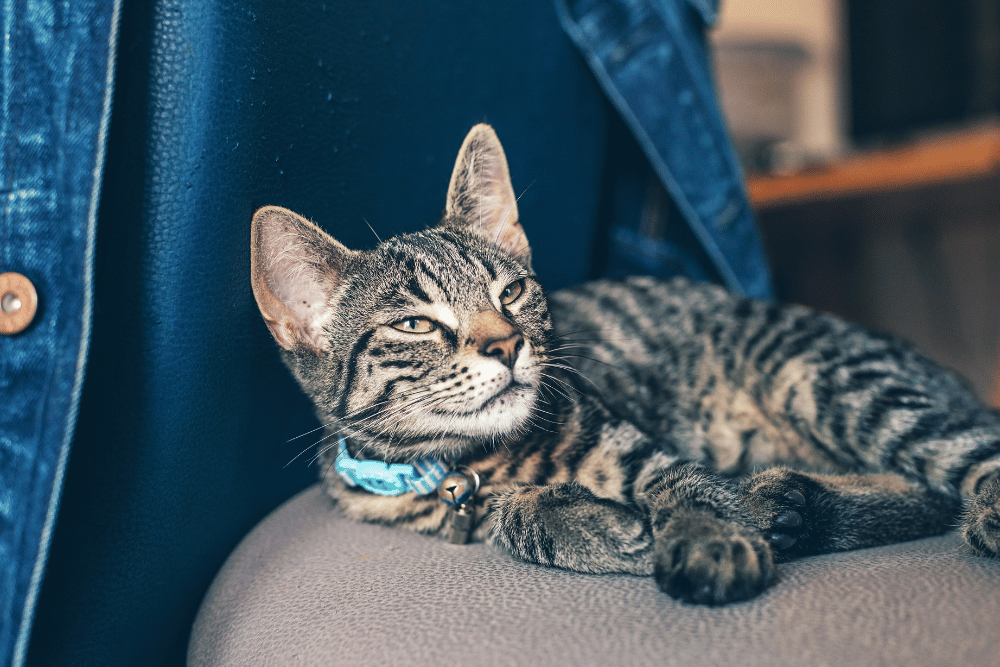 A serene cat lies on a chair