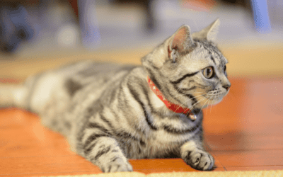 March Newsletter: How and When to Introduce Solid Food to Your Kitten