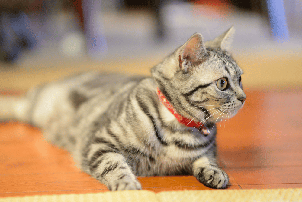 A cat wearing a red collar is lying on the floor