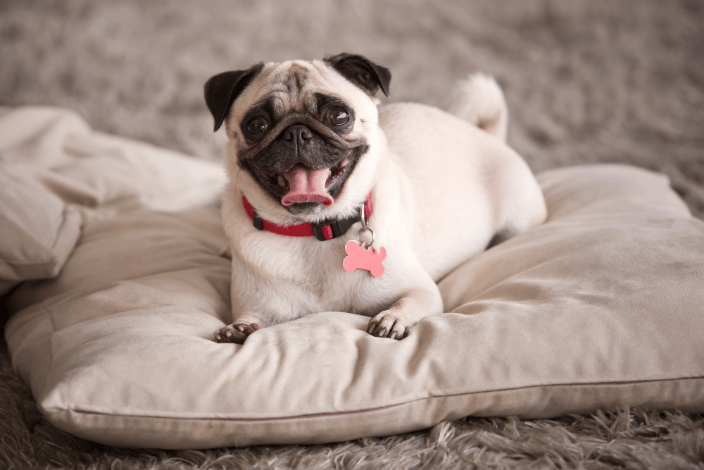 A pug dog comfortably seated on a soft pillow