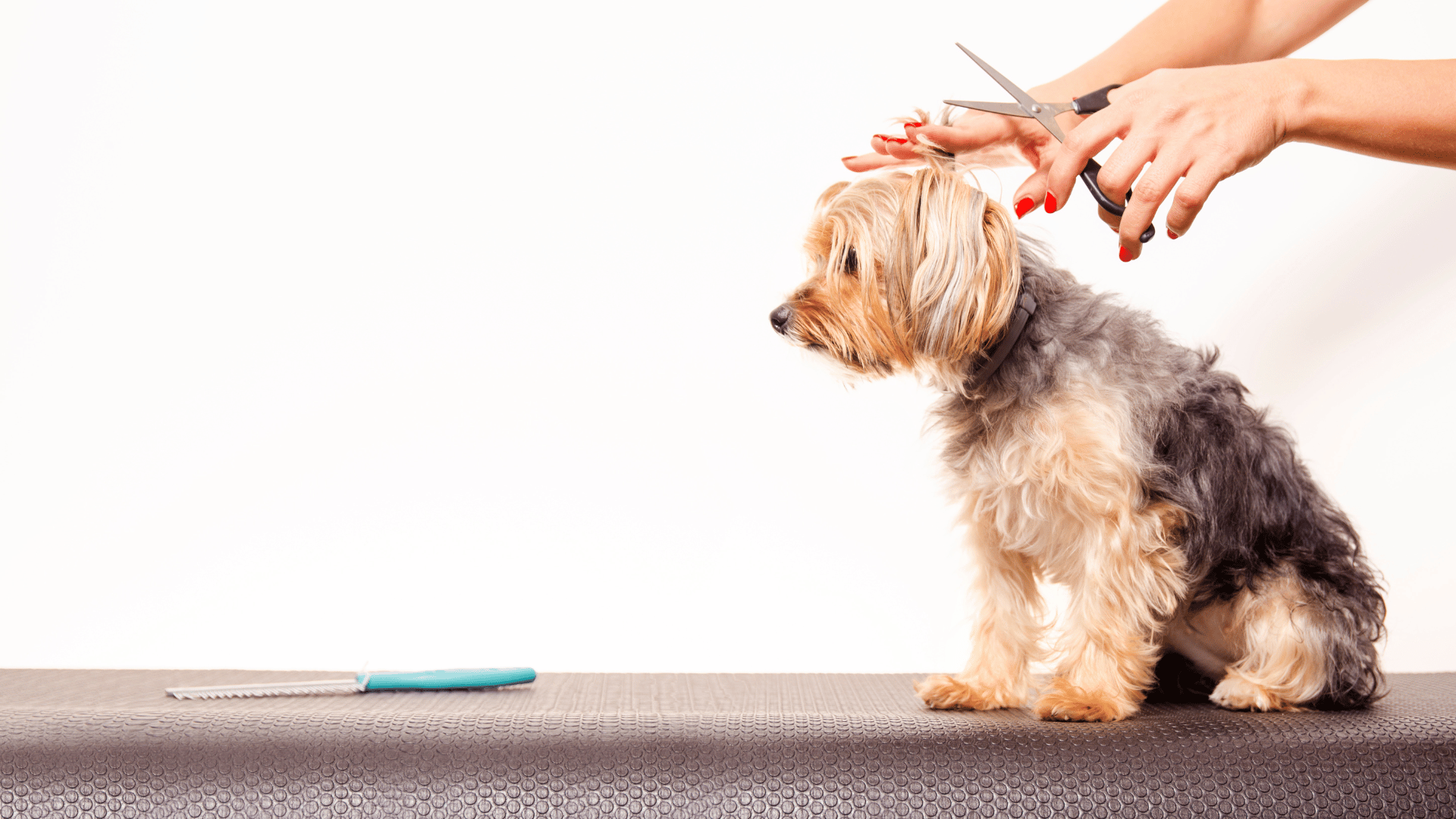 Pet Grooming In Irmo, SC FriarsgateBallentine Animal