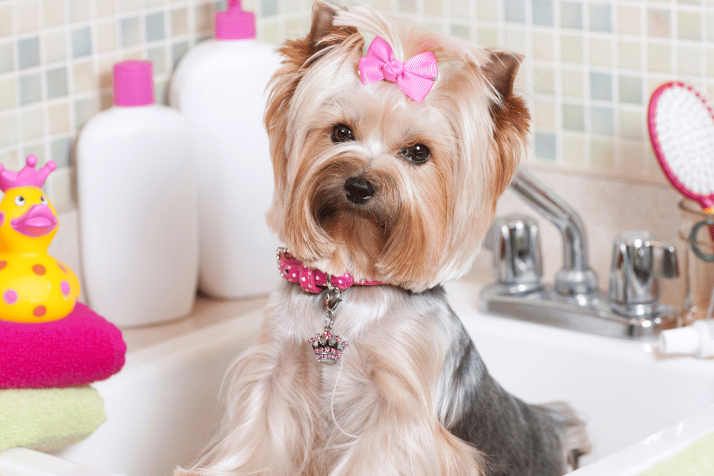 A small dog seated in a bathroom sink