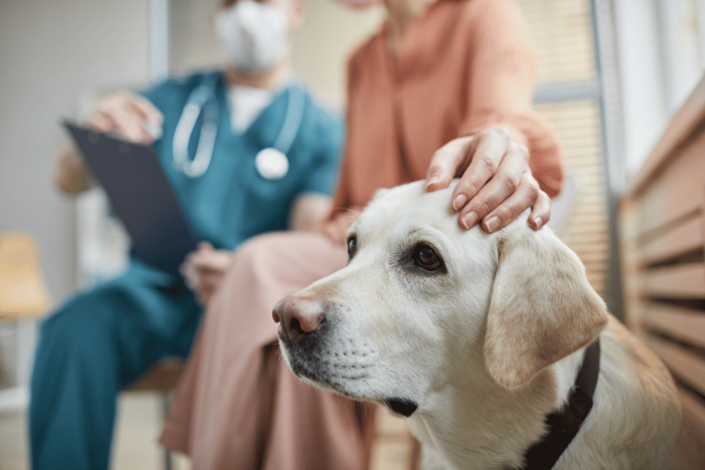 person petting dog 