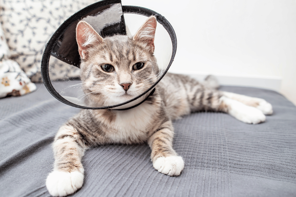 A cat wearing a cone on its head